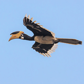 Dandeli - Overvliegende Malabarneushoornvogel
